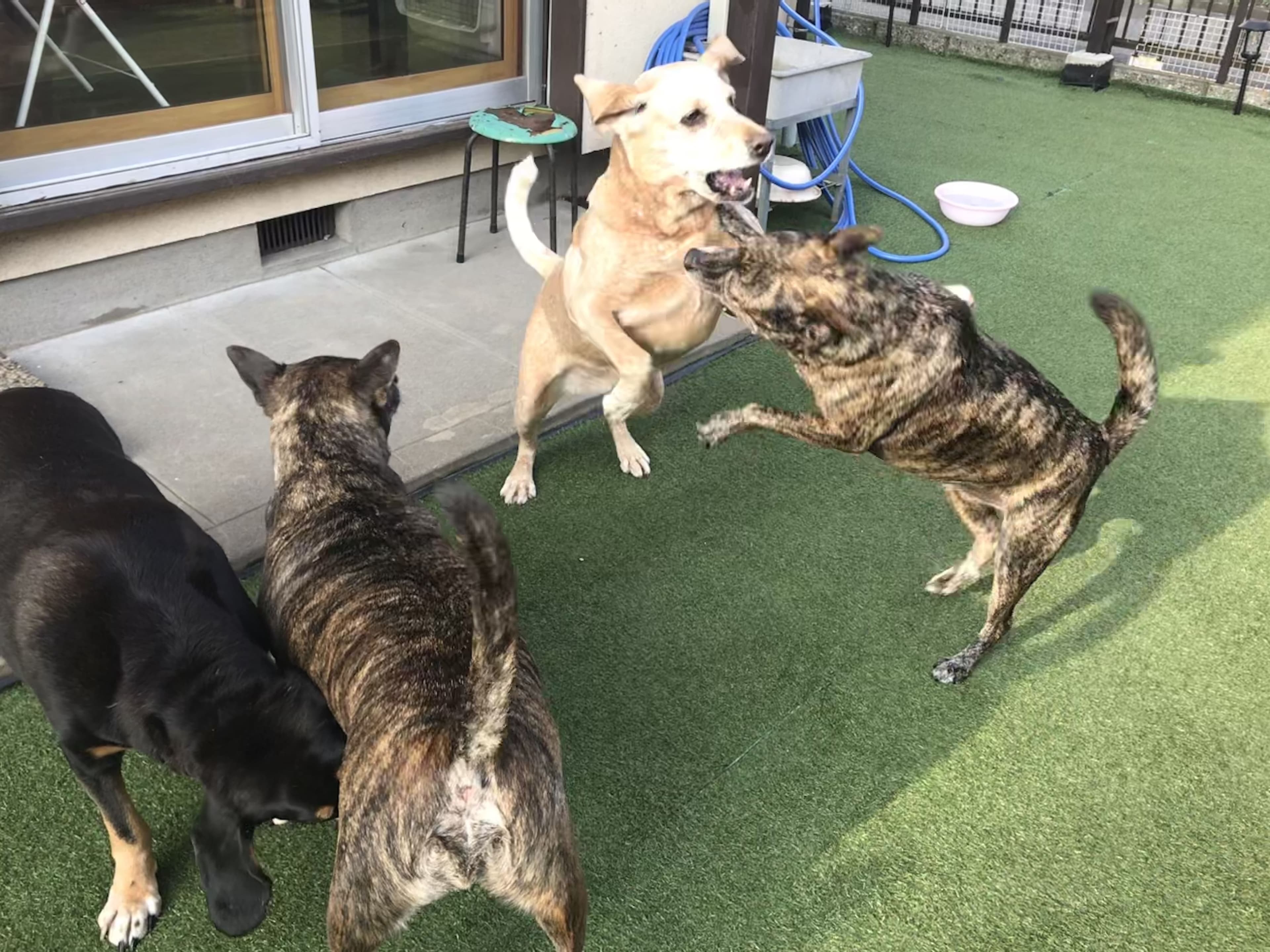 人工芝の上で遊ぶ4頭の犬の写真