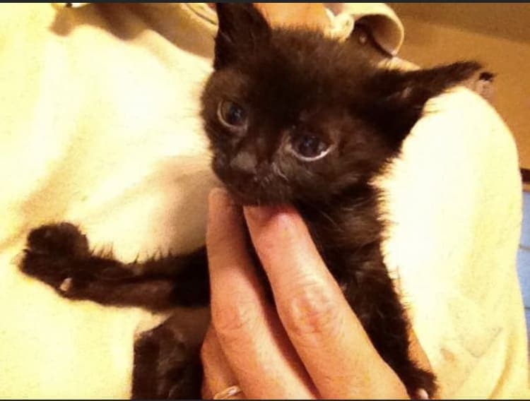 人の手に抱かれた小さな黒猫の写真