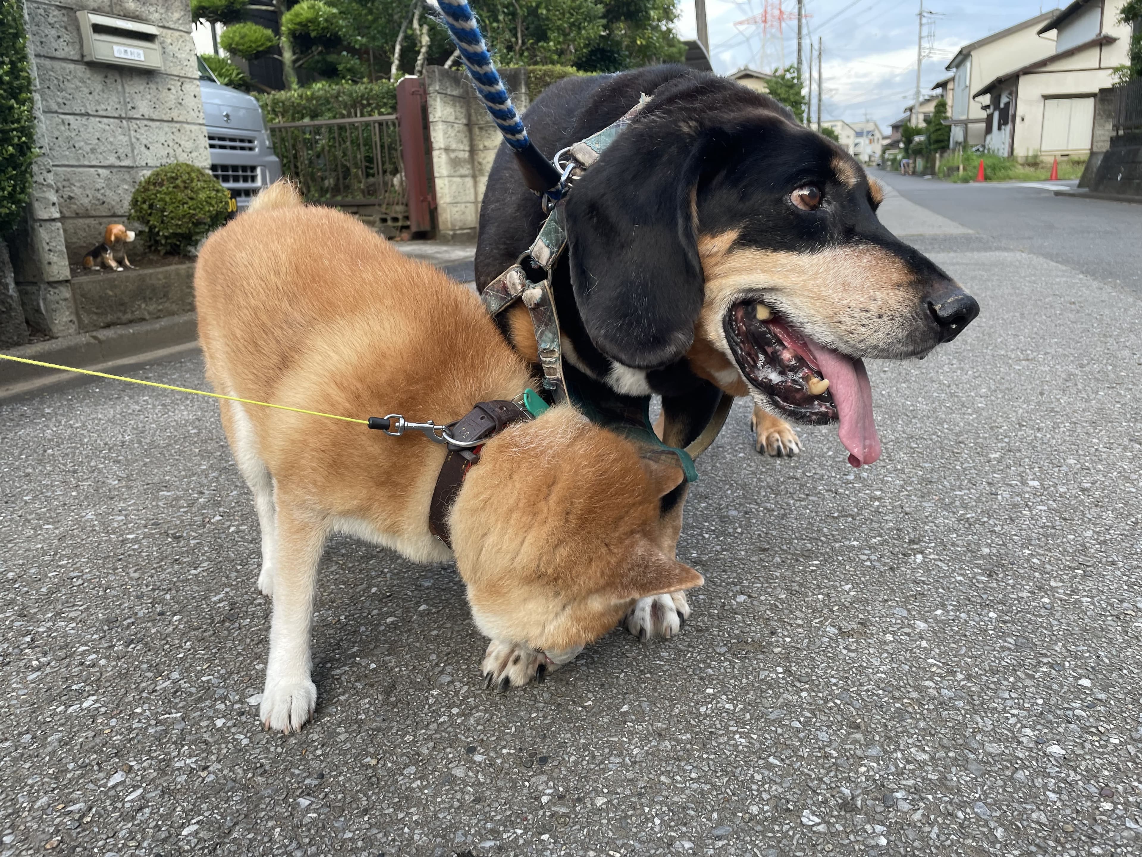 リードをつけて散歩する2頭の犬の写真