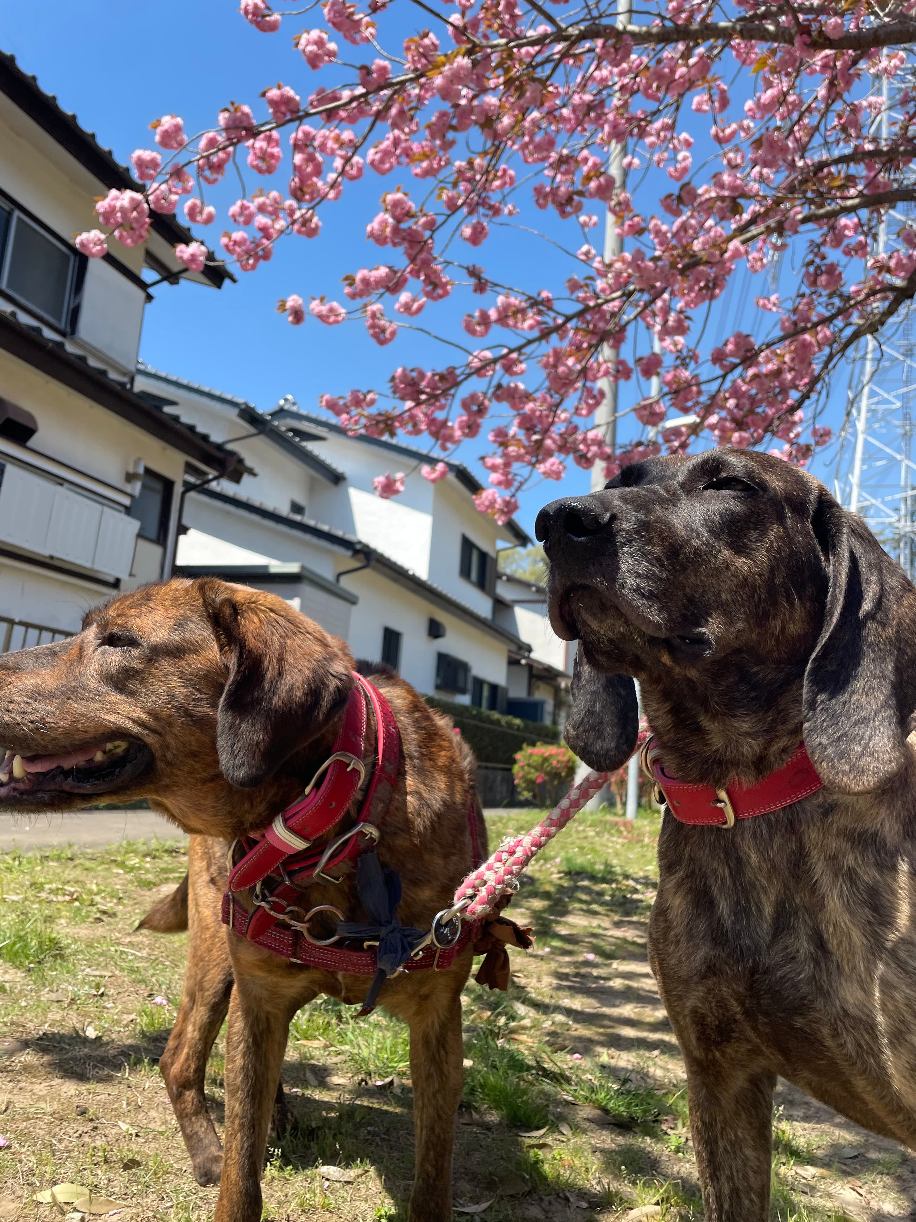 桜のもとで散歩する2頭の犬の写真