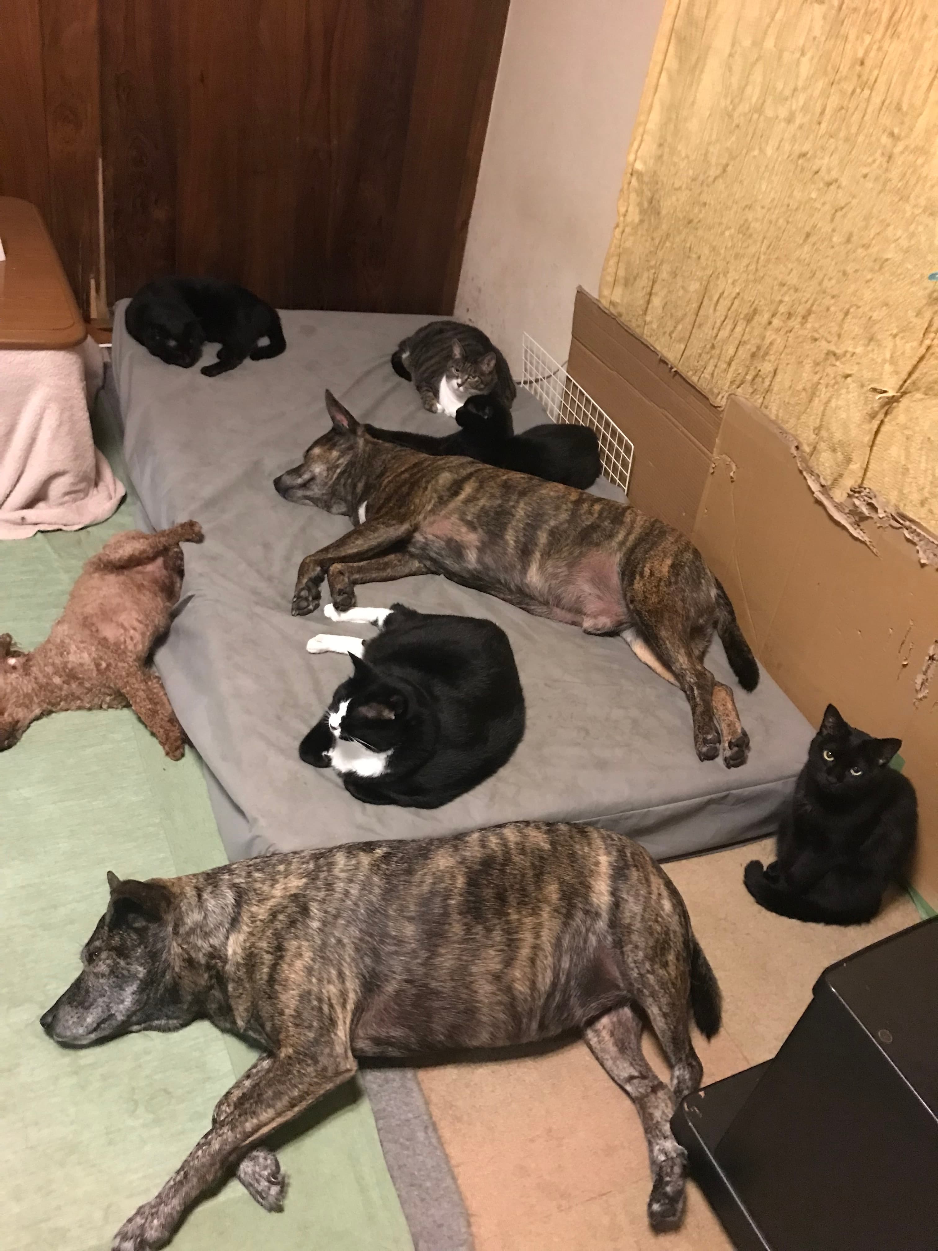 犬と猫が寄り添ってくつろいでいる写真