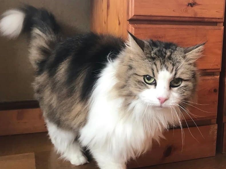 長毛の猫がカメラを見ている写真
