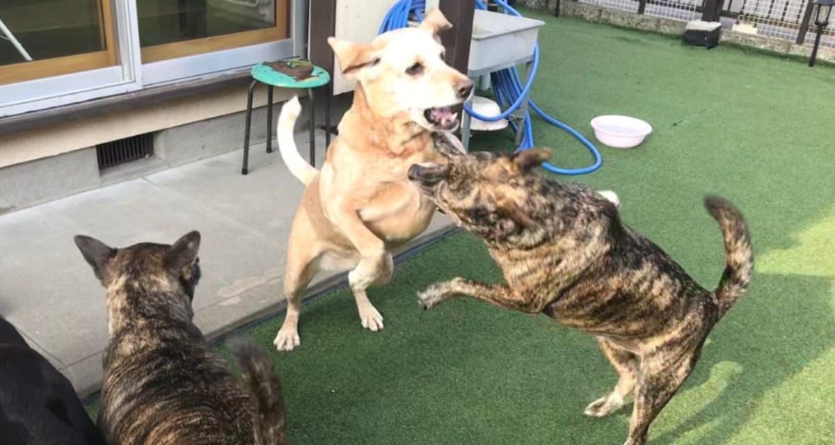 人工芝のドッグランで元気に遊ぶ犬たちの写真
